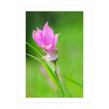 Nature 4000x6000 (12) (Print Only) thumbnail