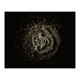 Backyard Flowers No 100 Sepia Version (Print Only) thumbnail