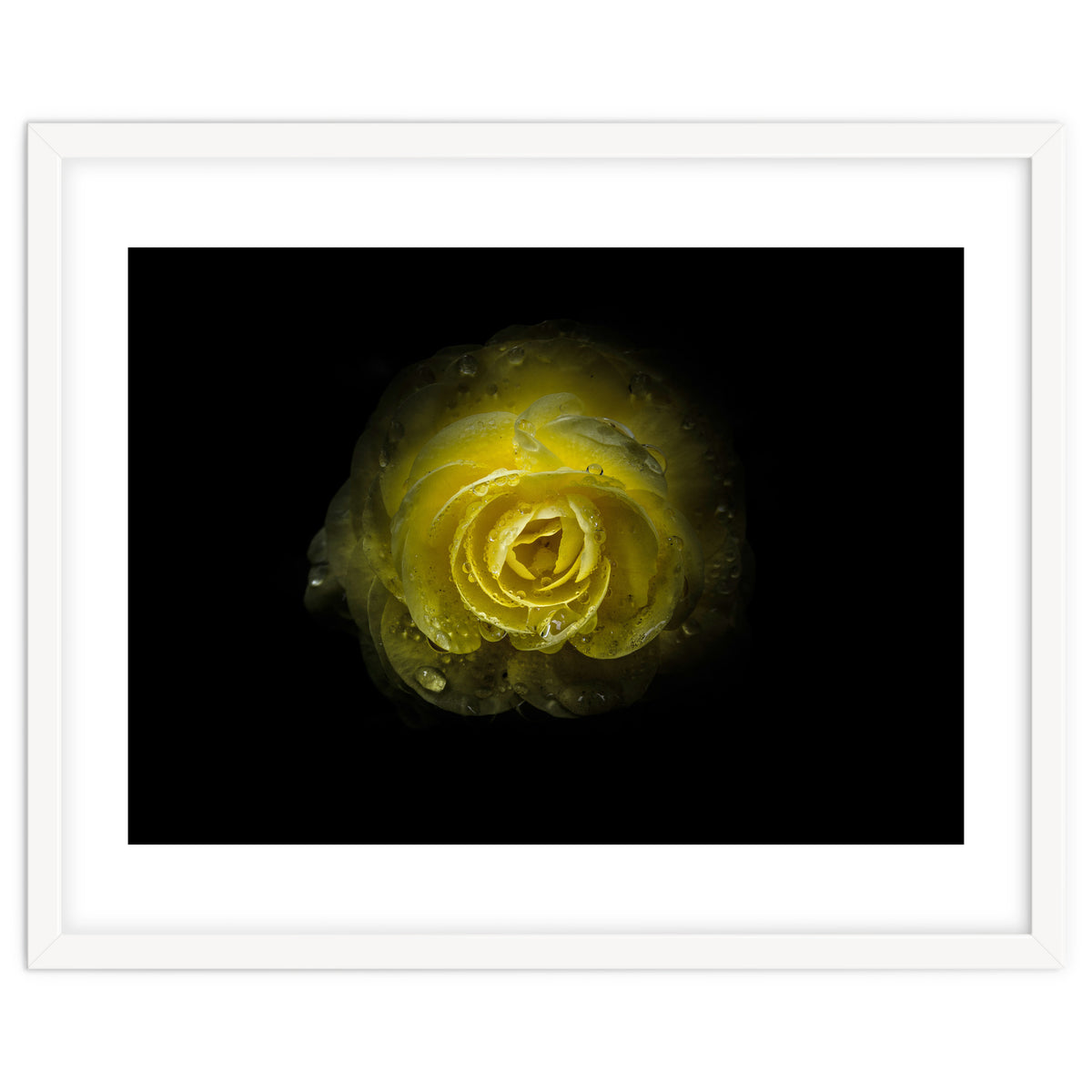 Backyard Flowers 64 Color Version