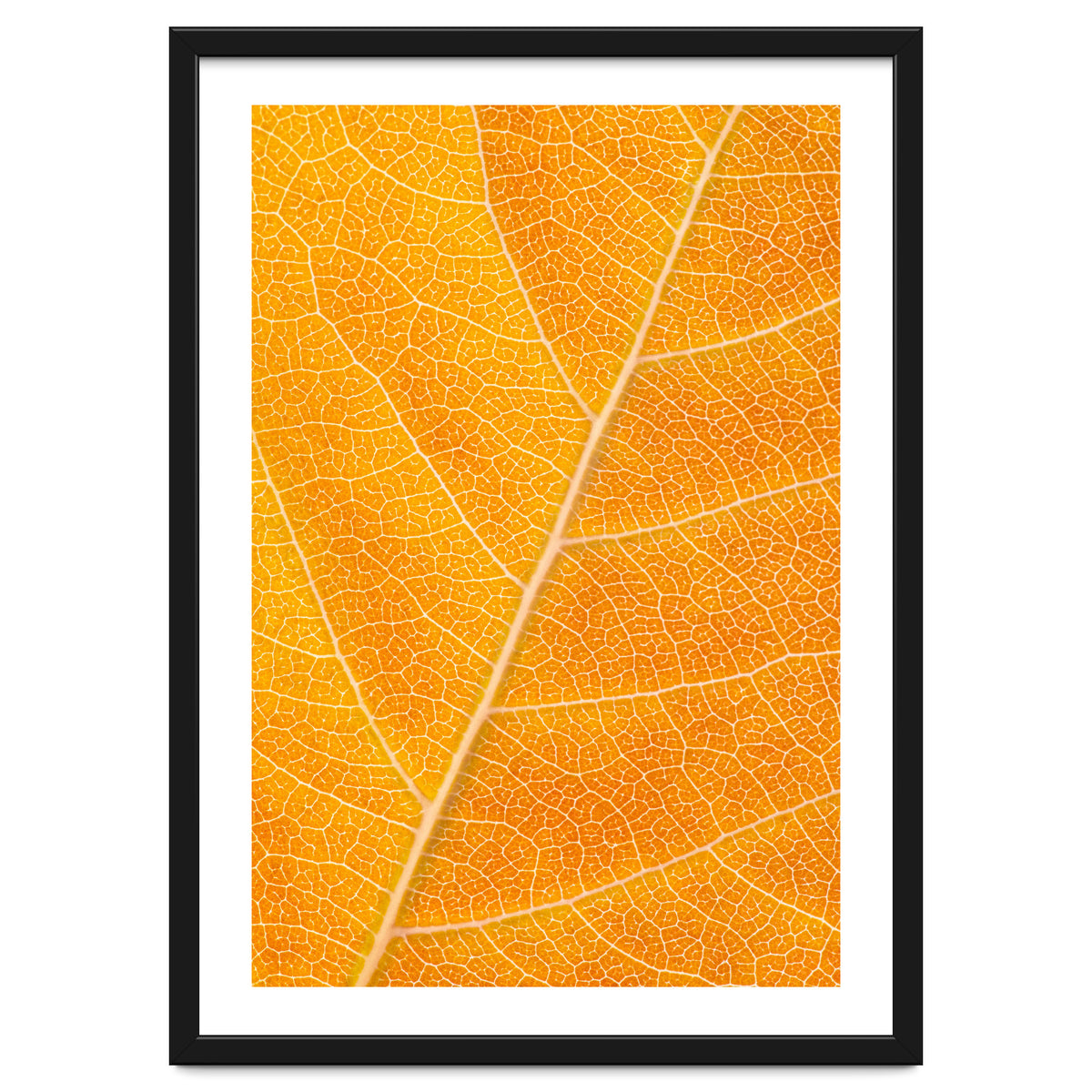 Autumn Leaf