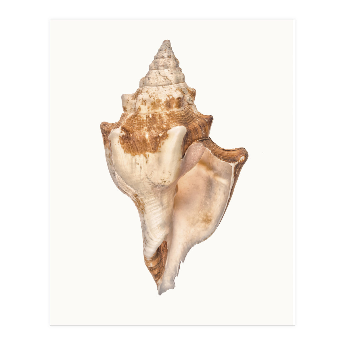 Cc Shell 01 (Print Only)