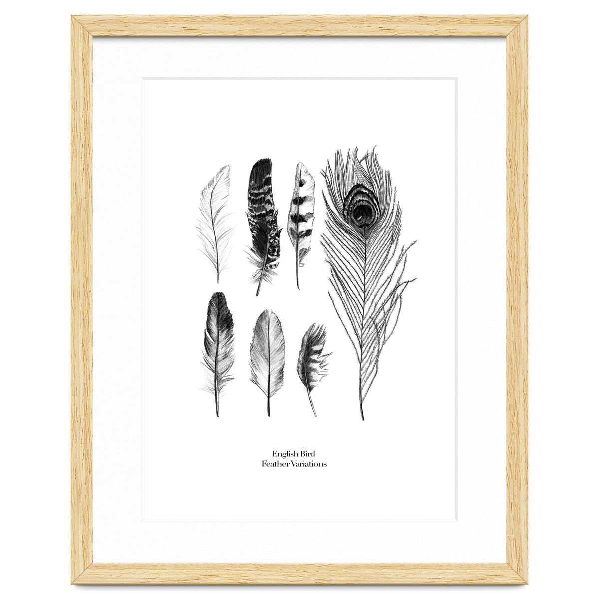 English Feather Variations