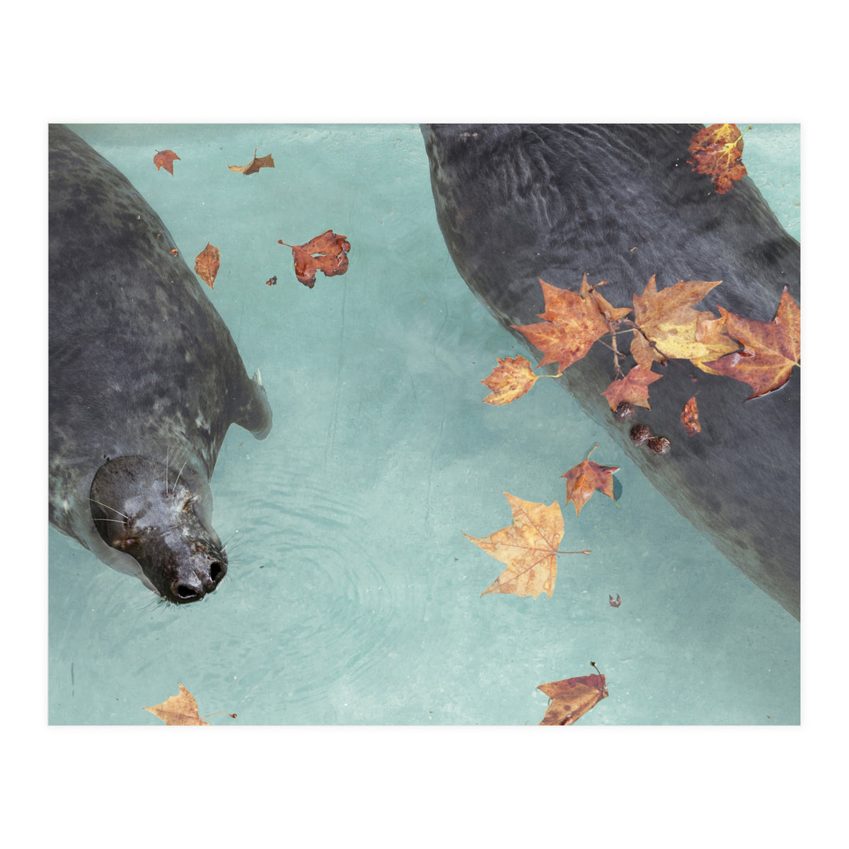 Wup-Wup-Wup (Print Only)