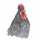 Chicken No.1 (Print Only) thumbnail