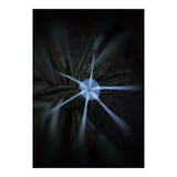 Sparkle Flower (Print Only) thumbnail