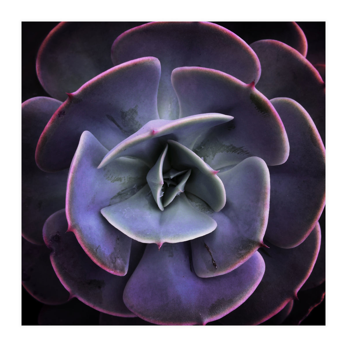 DARKSIDE OF SUCCULENTS VII (Print Only)