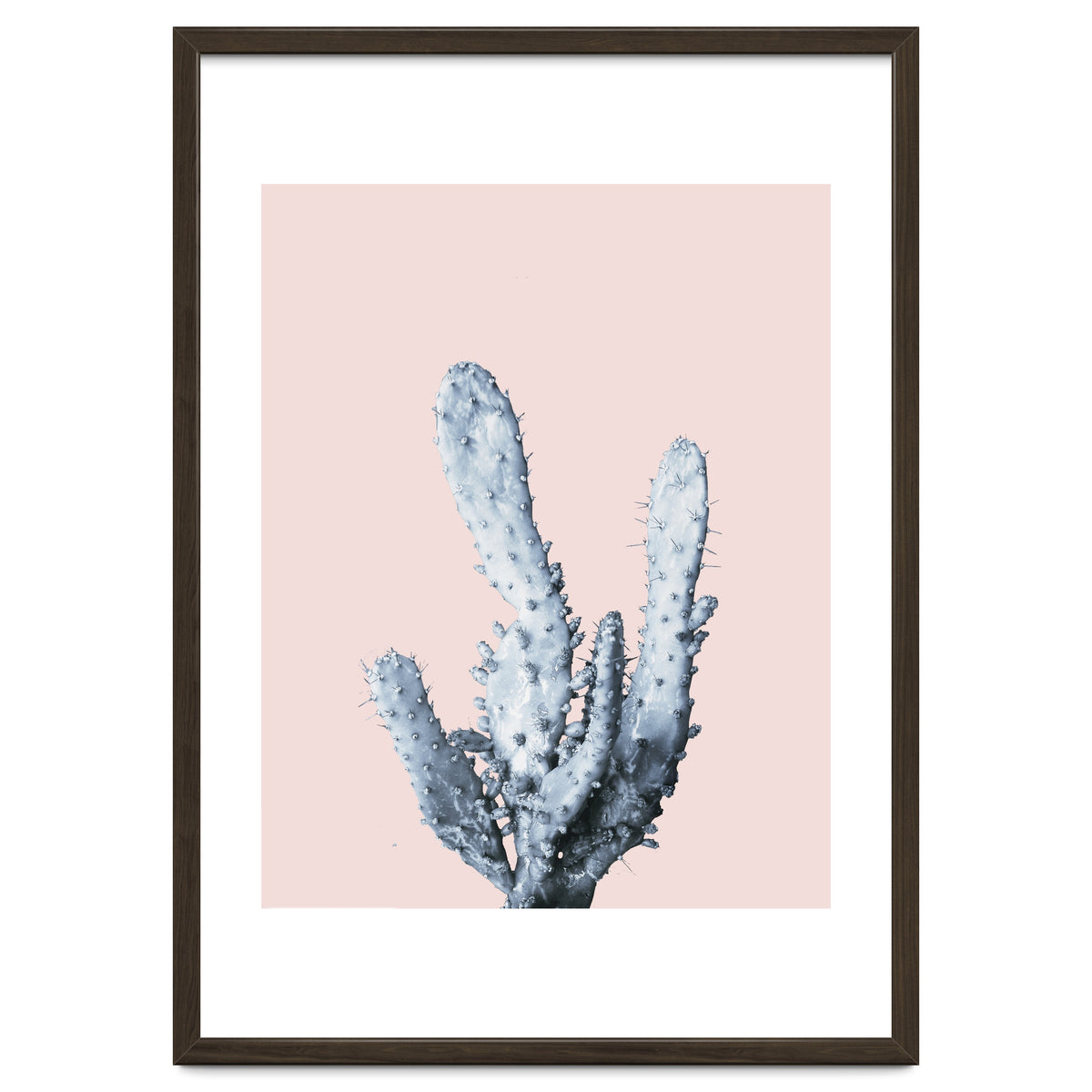 Cactus collection BL-I