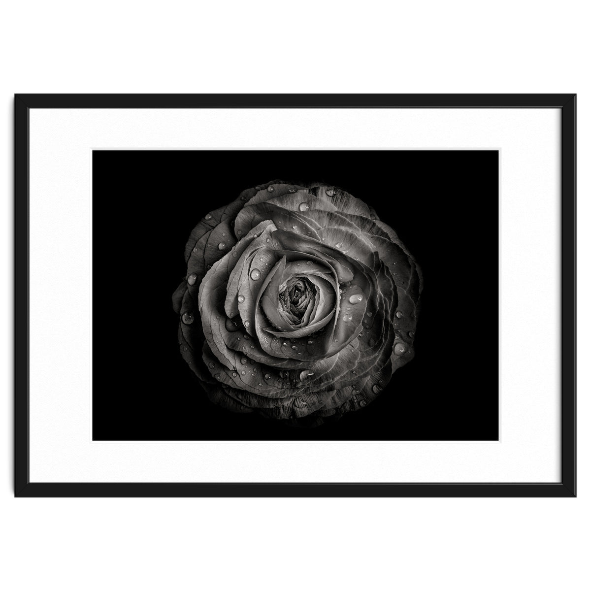 Backyard Flowers In Black And White 72