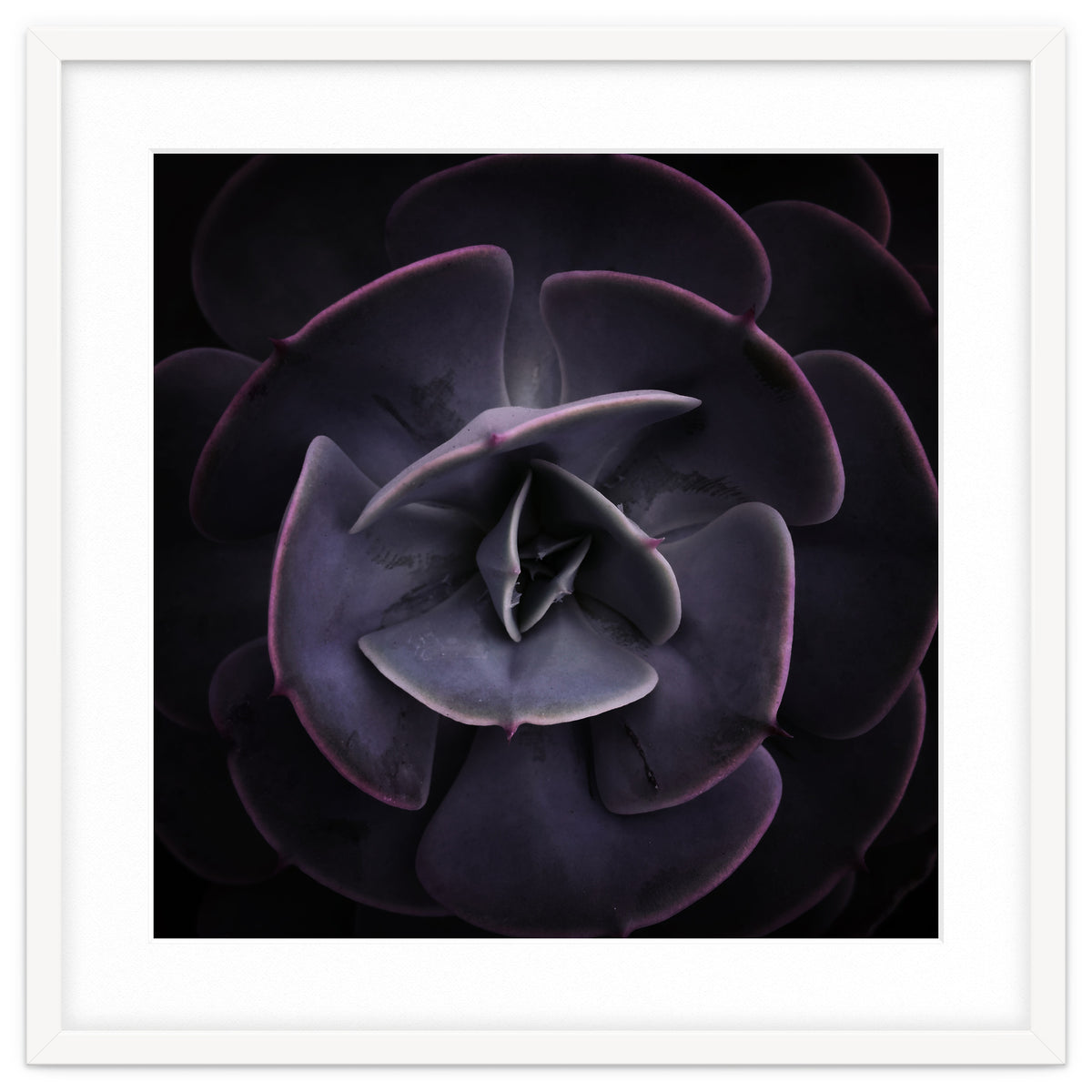 DARKSIDE OF SUCCULENTS VIII