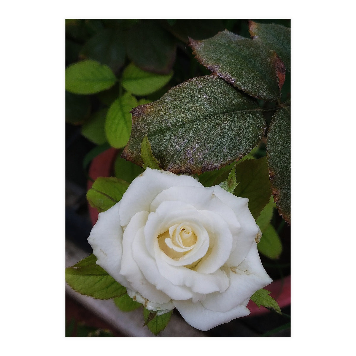 Angel Rose (Print Only)