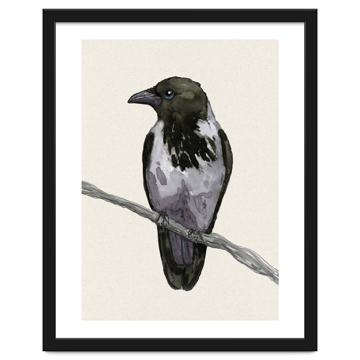Hooded crow watercolor