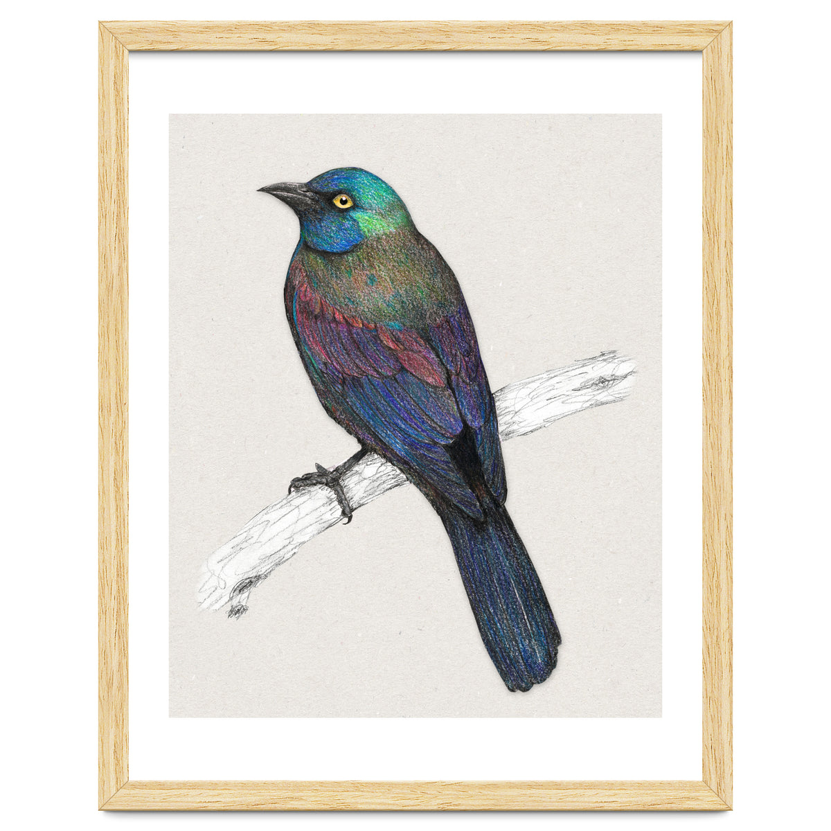 Common Grackle