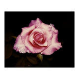 Satin Rose (Print Only) thumbnail