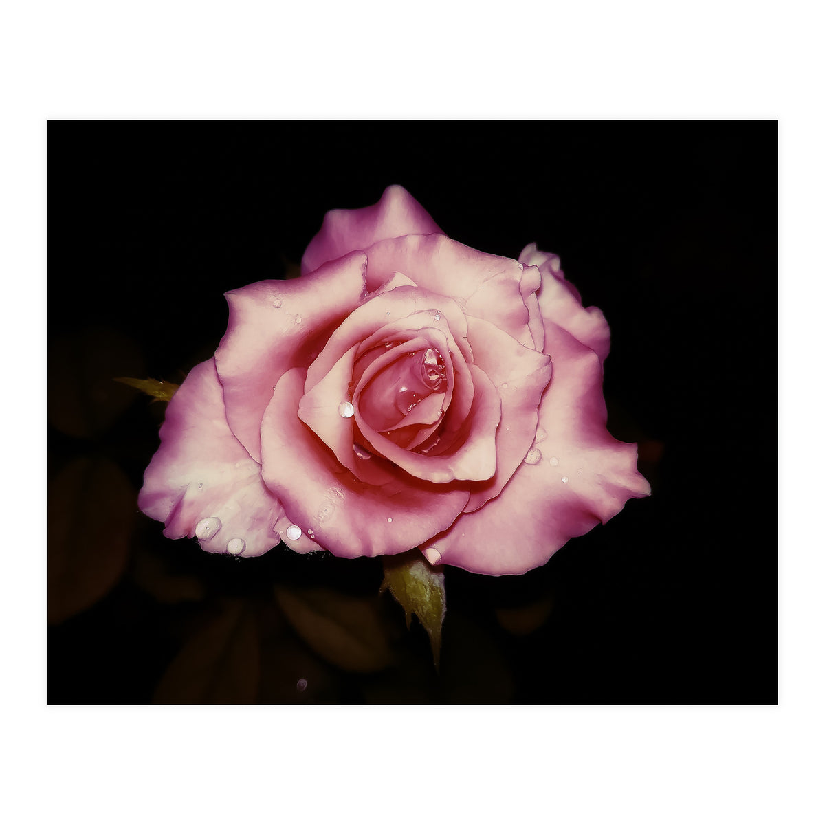 Satin Rose (Print Only)
