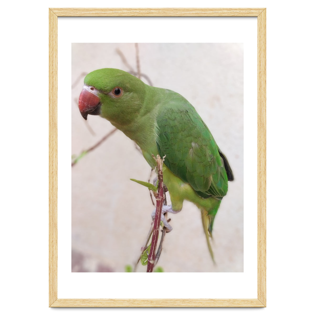 Lovely Indian Cute Parrot