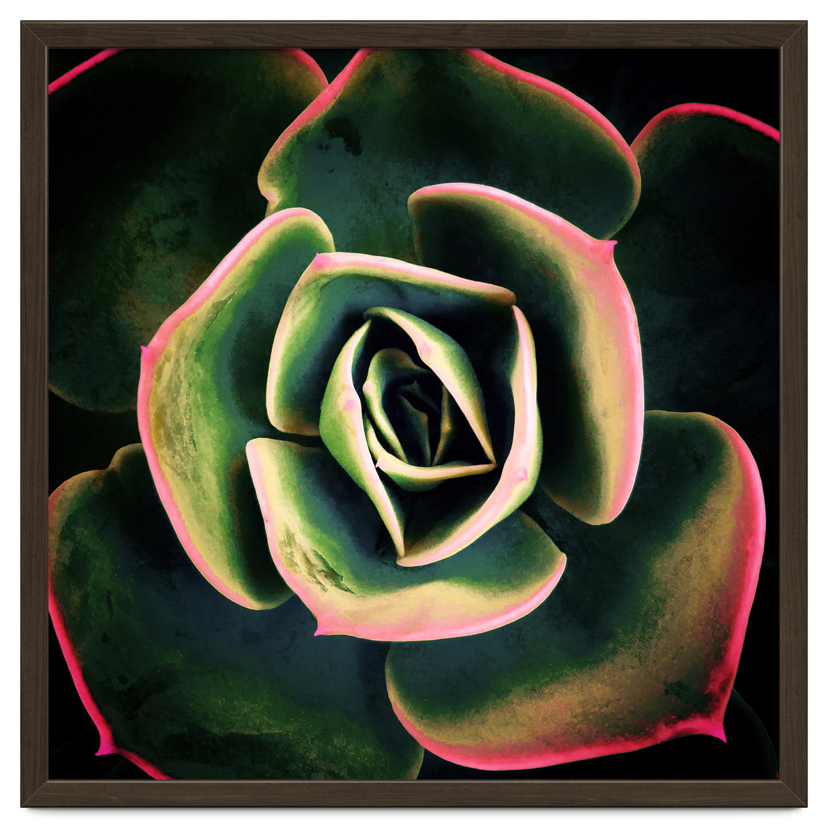 DARKSIDE OF SUCCULENTS XV