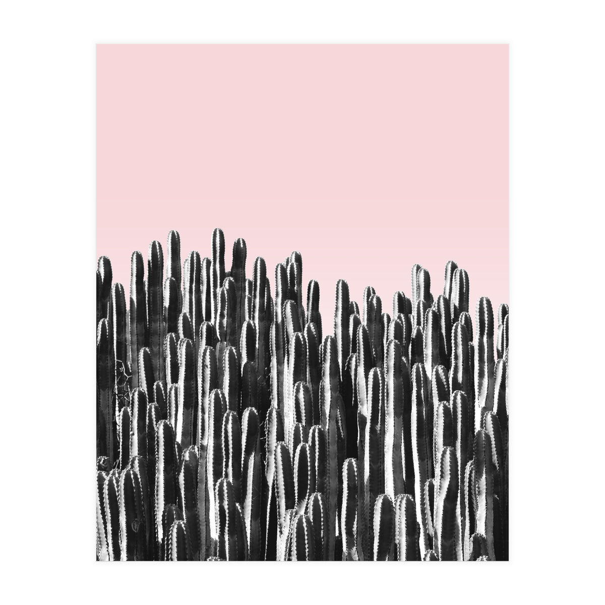 Cactus B&W & Sunset (Print Only)