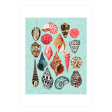 Seashells (Print Only) thumbnail