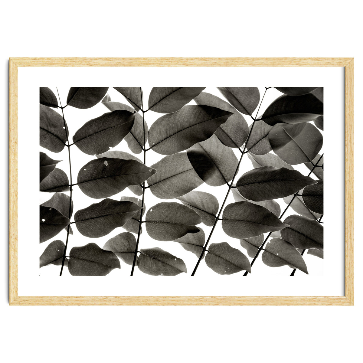 Branches and Leaves I