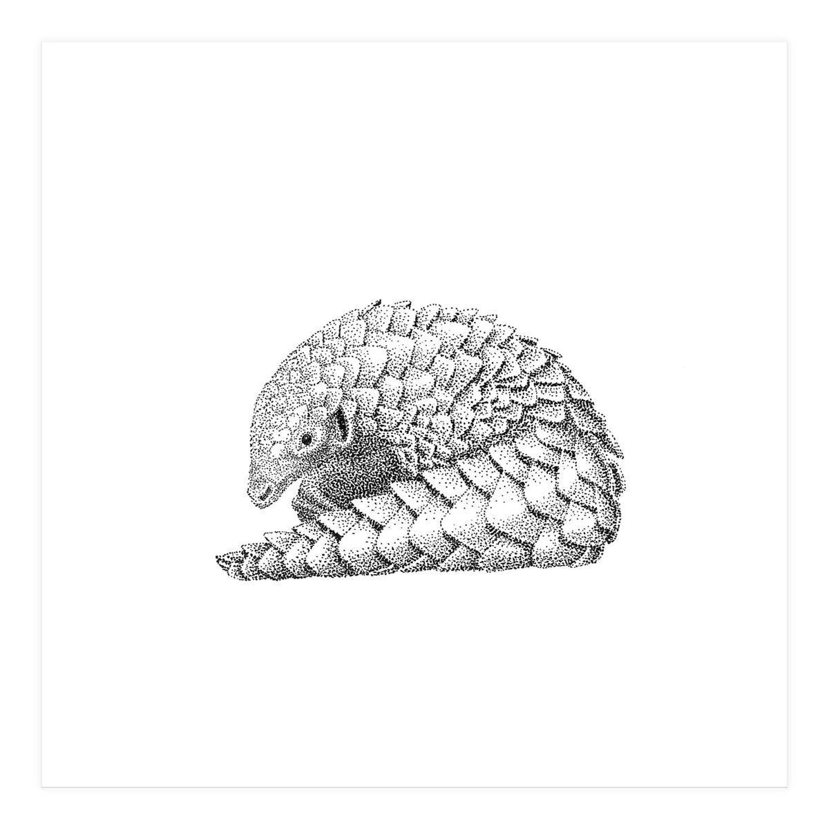 Pangolin (Print Only)