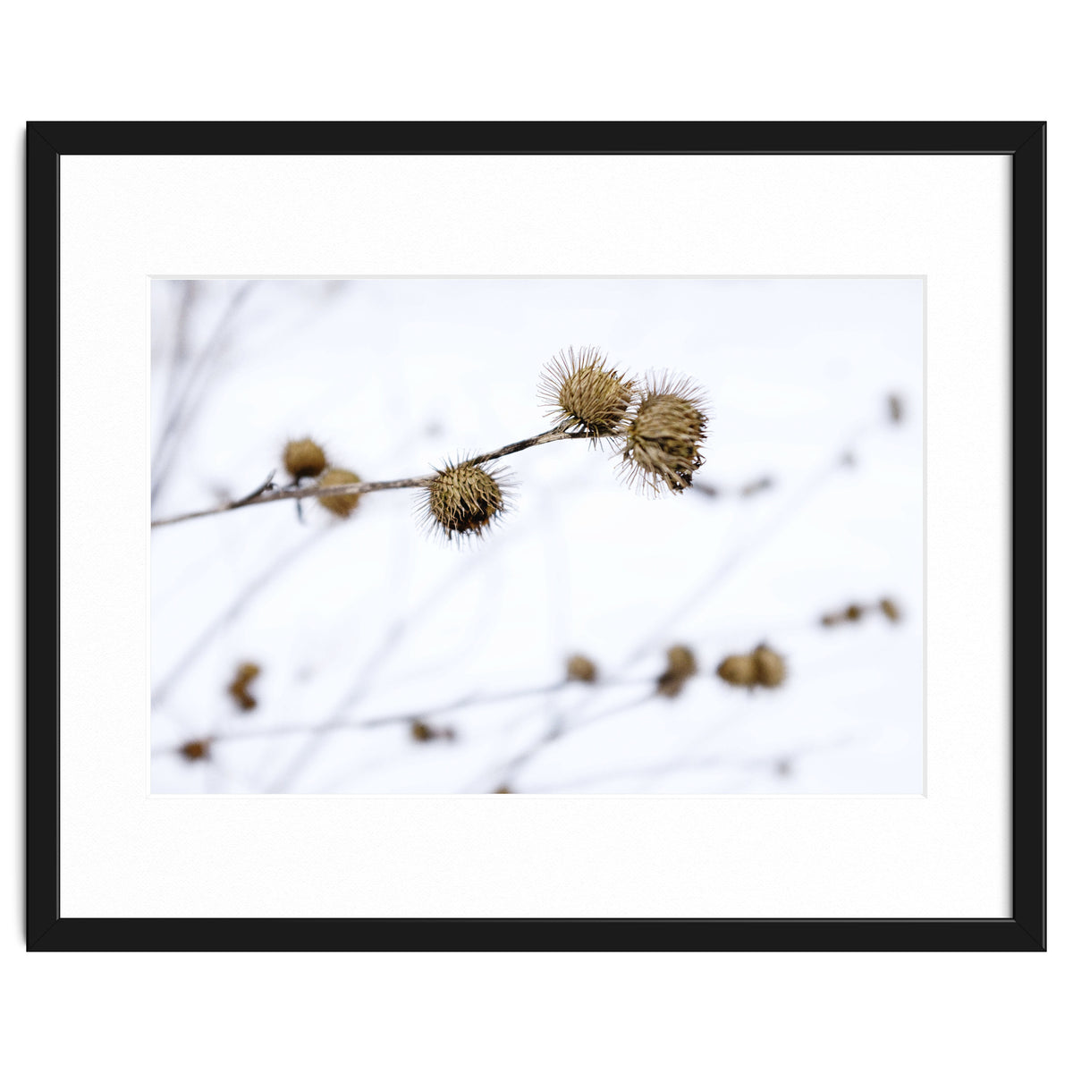 Winter Thistles