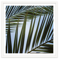 palm fronds