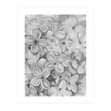 The Essence Of Spring in Monochrome (Print Only) thumbnail