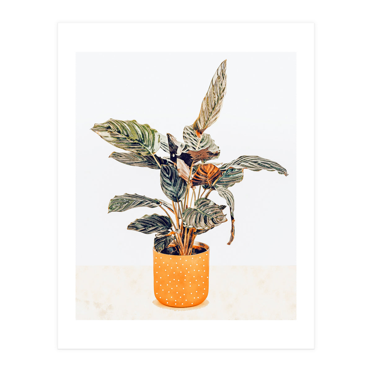 Botany II (Print Only)