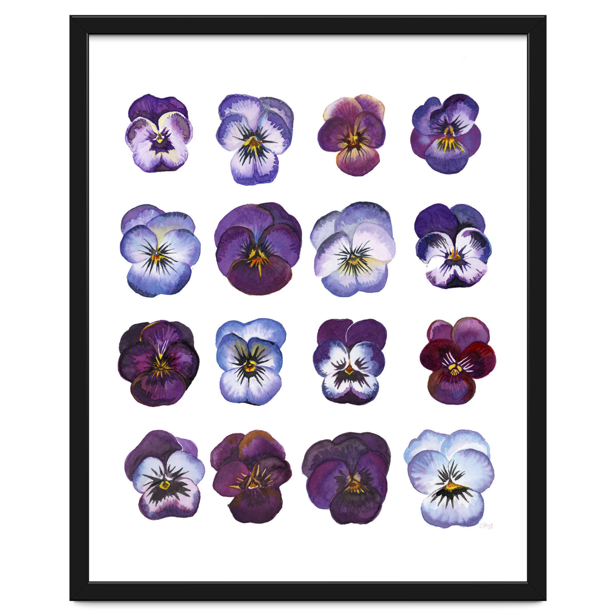 A Watercolour Study Of Violas