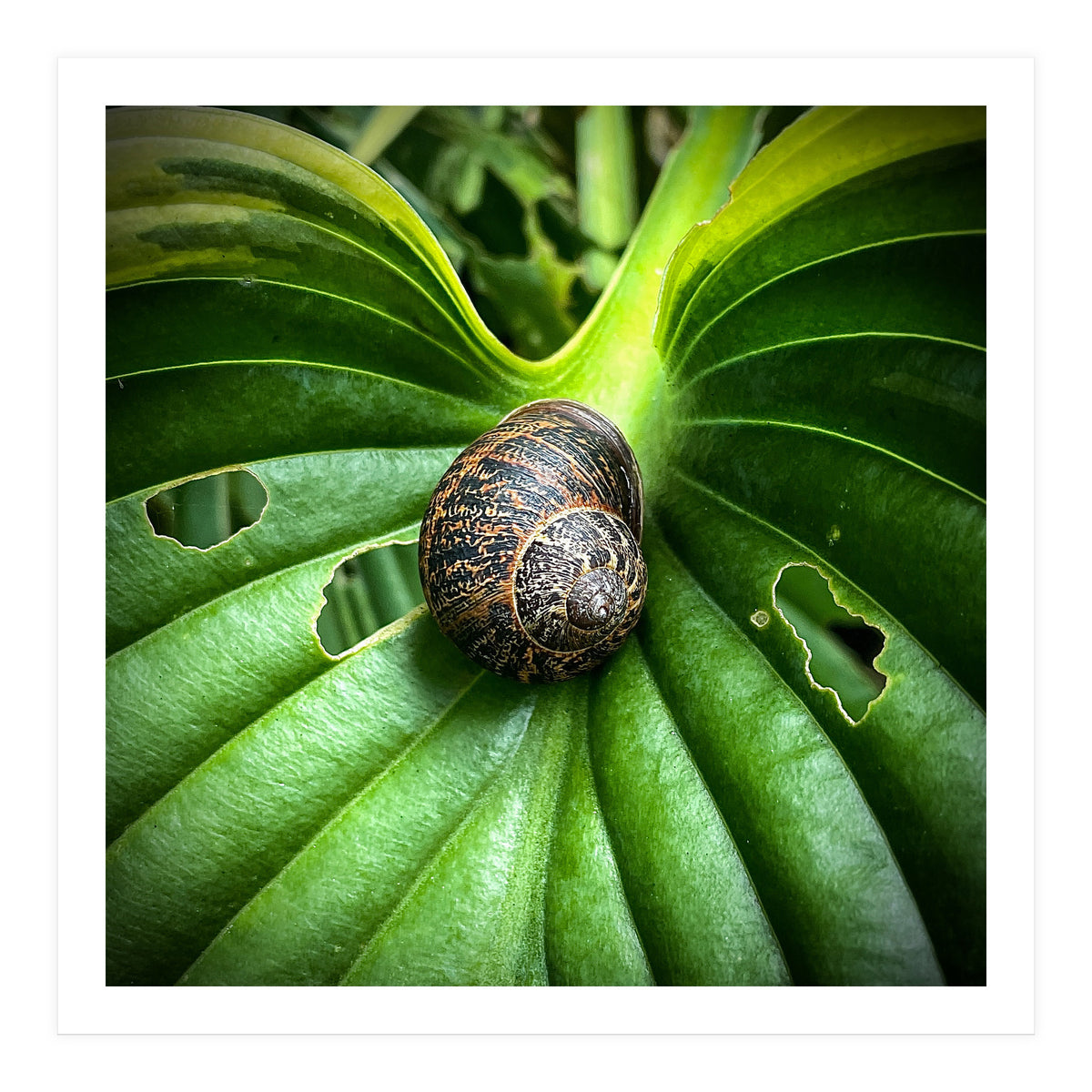 Snail on a hosta leaf (Print Only)