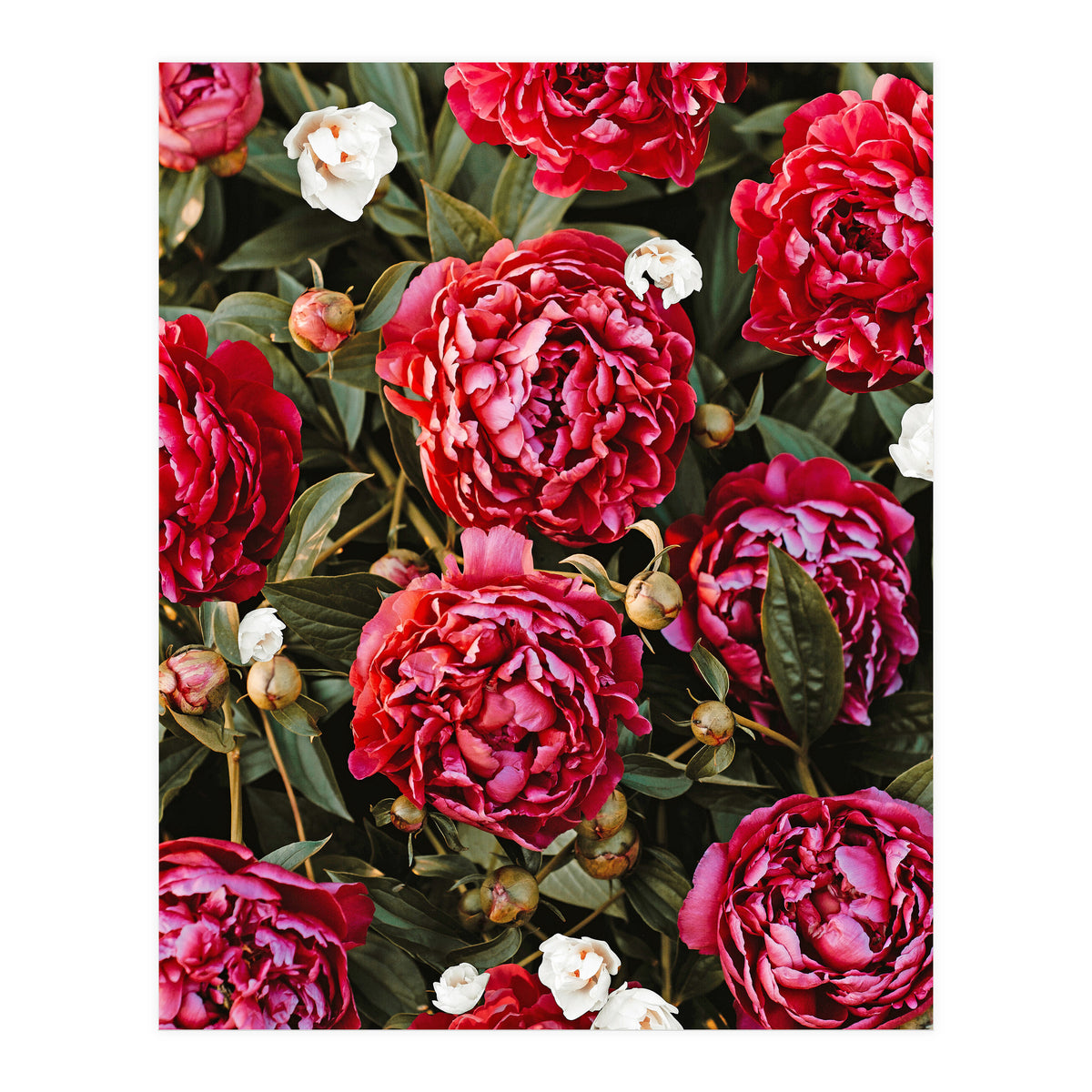 Blossom Love (Print Only)