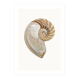 Cc Shell 02 (Print Only) thumbnail