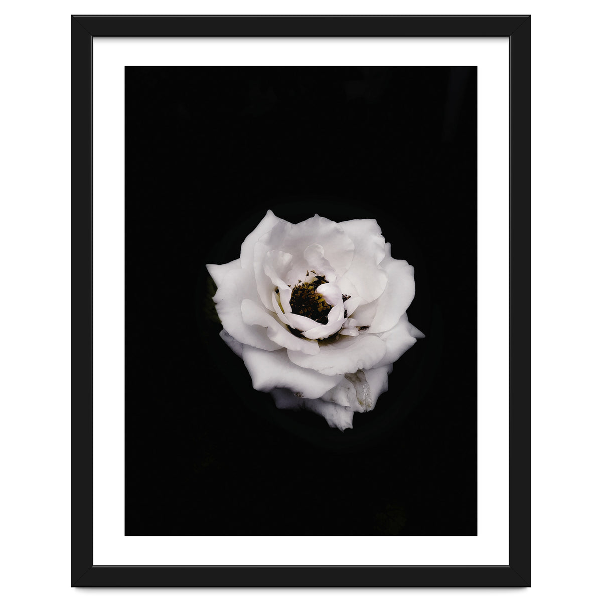 White Rose