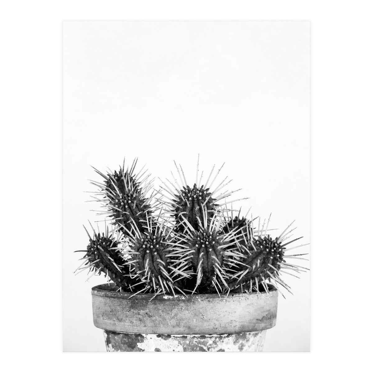Cactus nature II (Print Only)