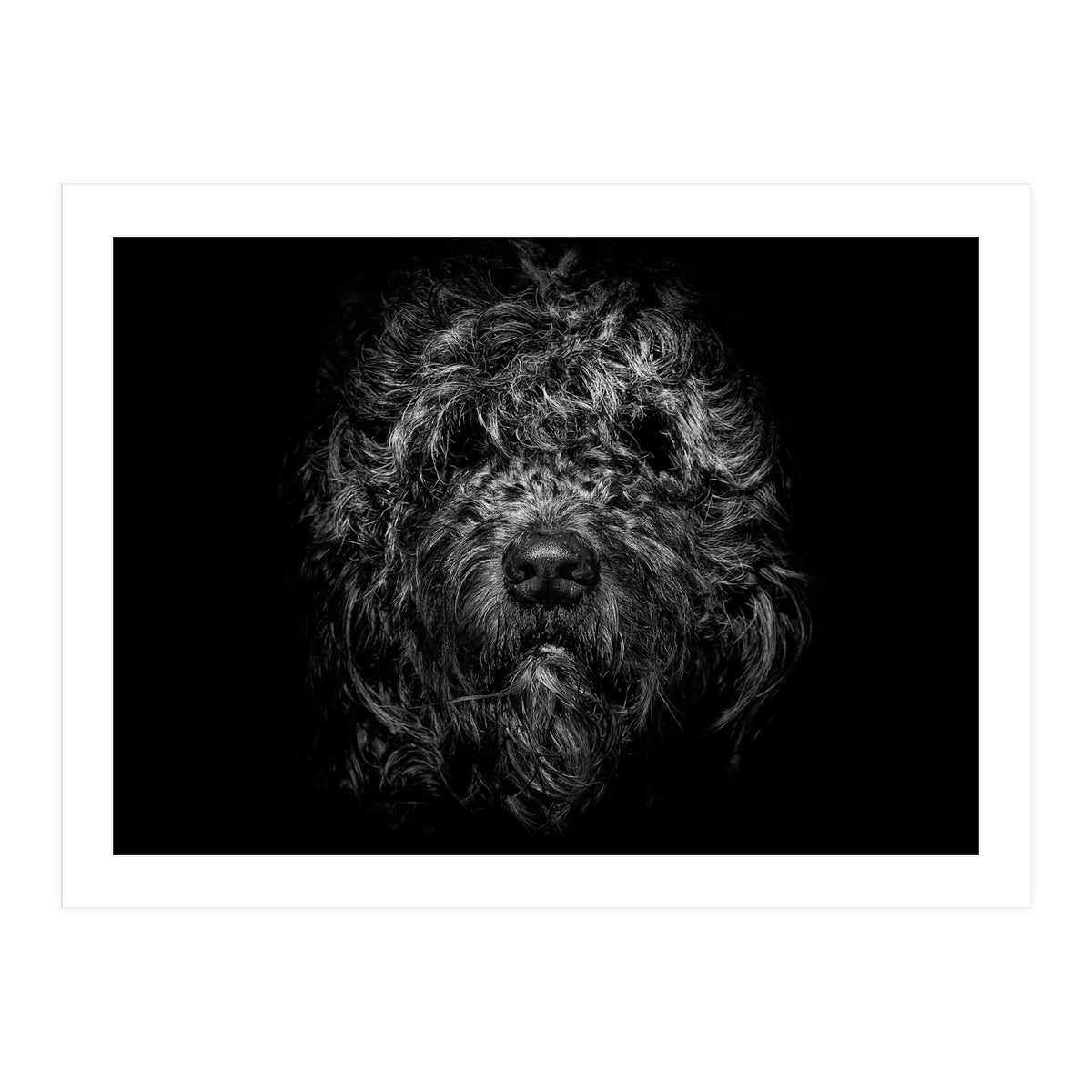 Ziggy Portrait No 1 (Print Only)