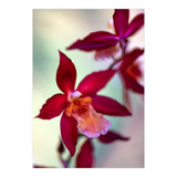 Orchidee Flower (Print Only) thumbnail