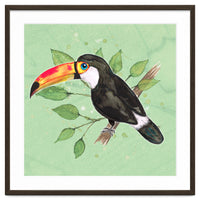 Toco toucan