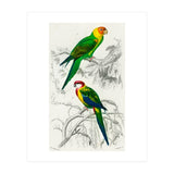 Different types of birds illustrated (Print Only) thumbnail