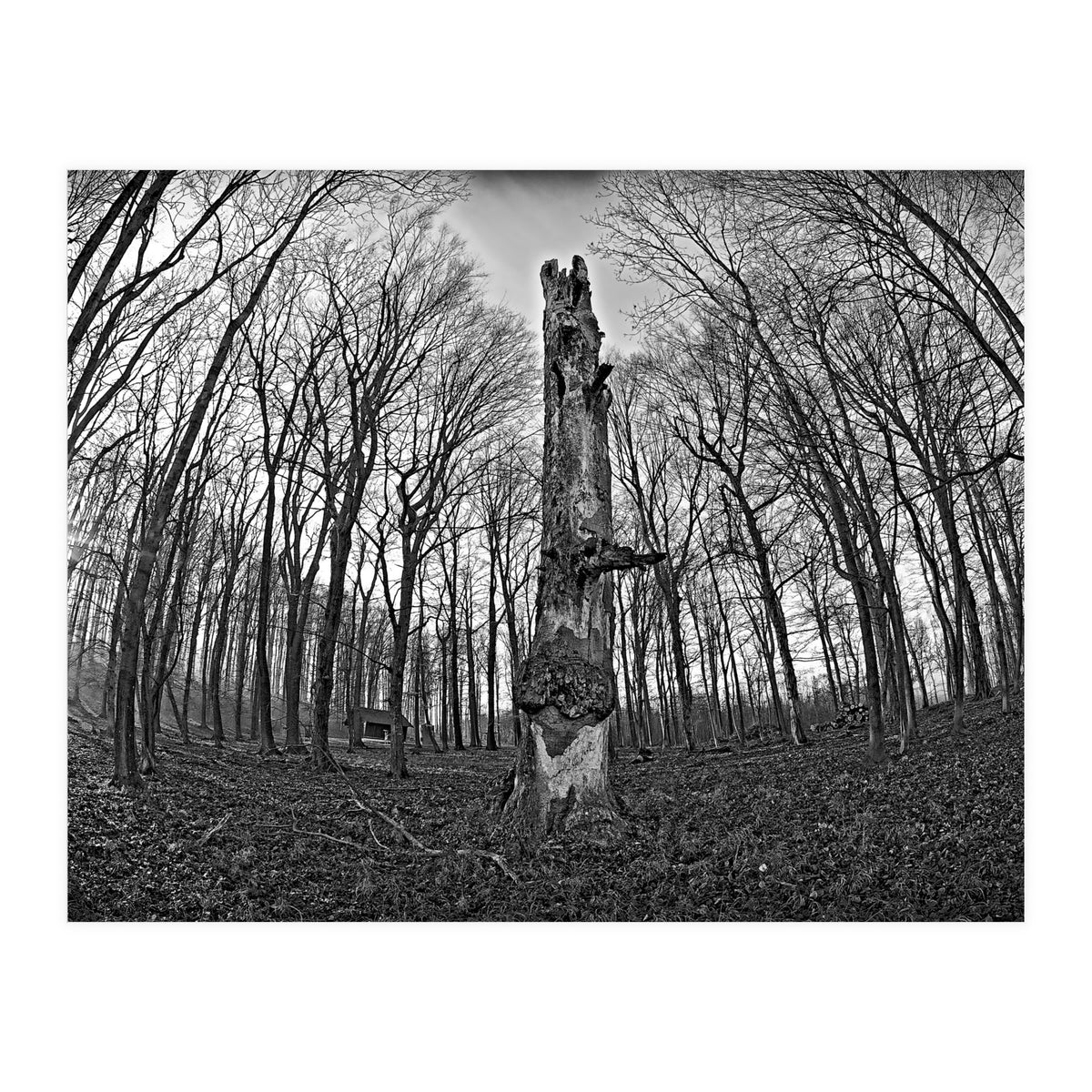 Circle of Growth and decay  (Print Only)