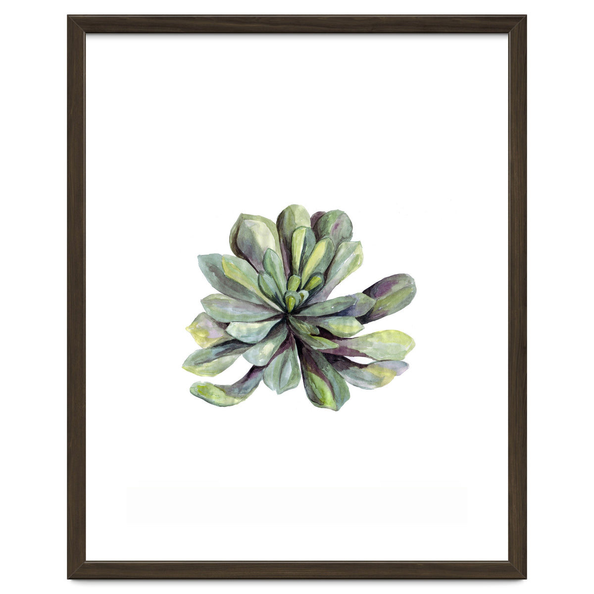 Botanical Illustration Succulent