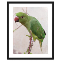Lovely Indian Cute Parrot