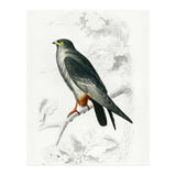 Red-footed Falcon illustrated (Print Only) thumbnail