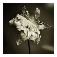 Wilting daffodil (Print Only)