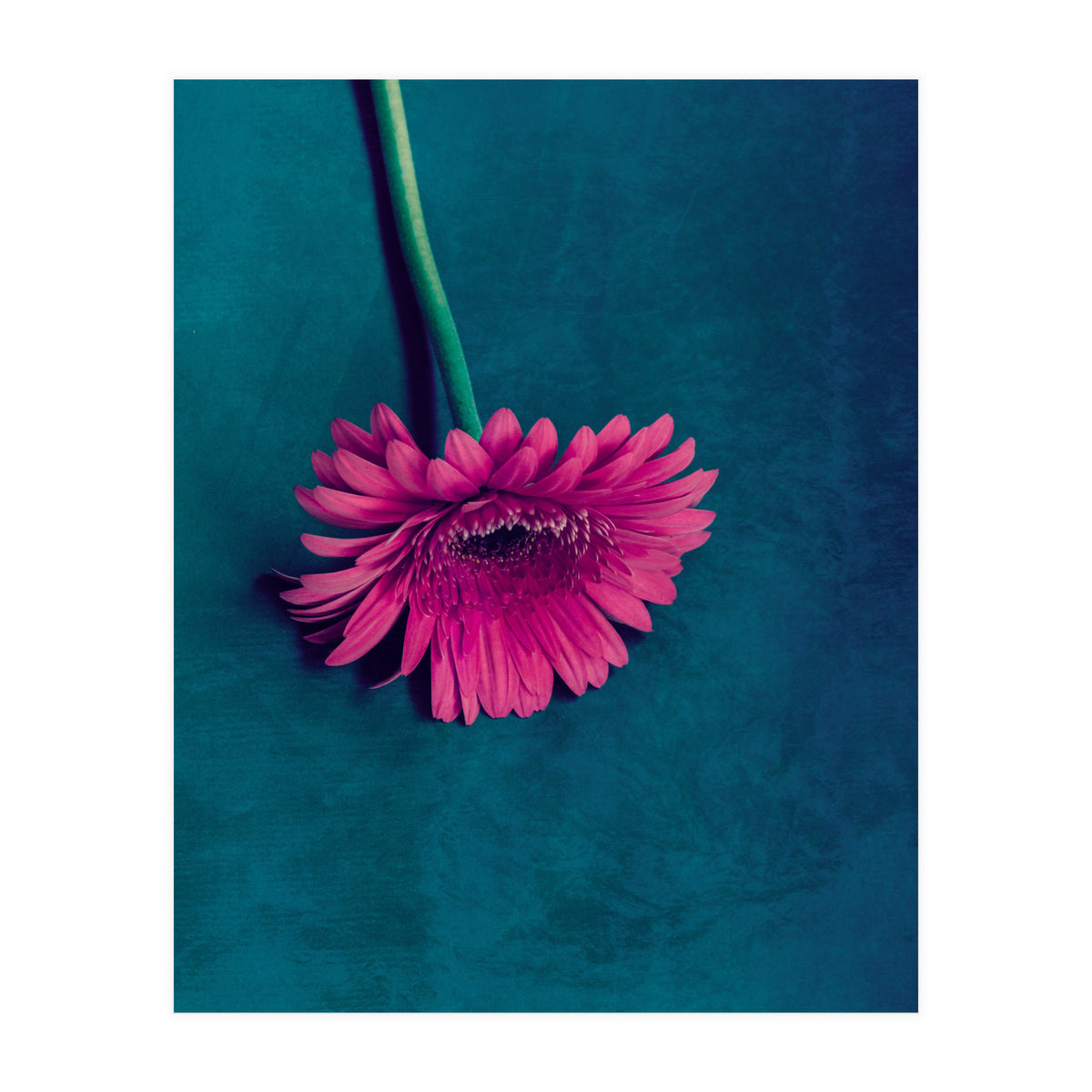 Gerbera for love (Print Only)