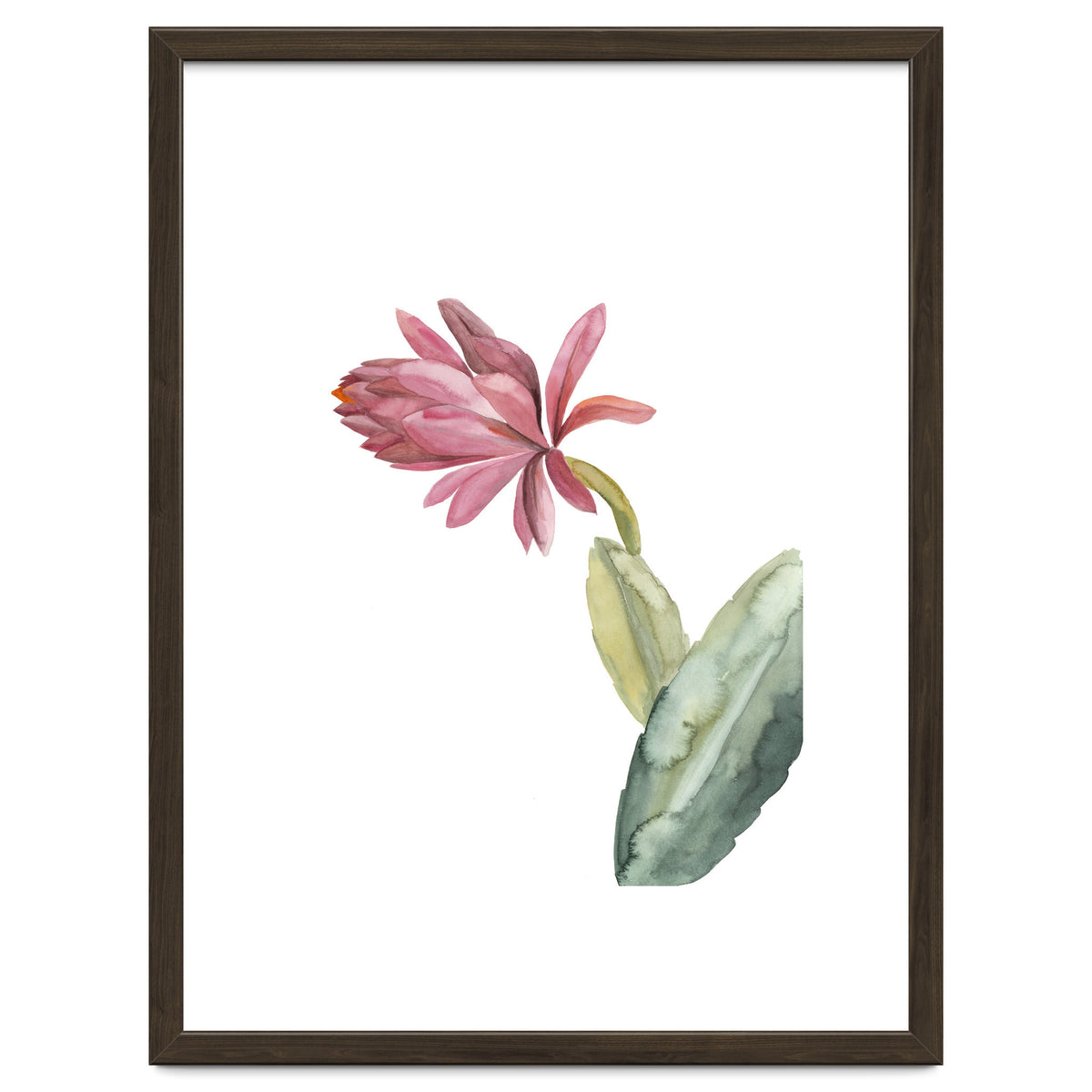 Botanical Illustration Pink Cactus Flower