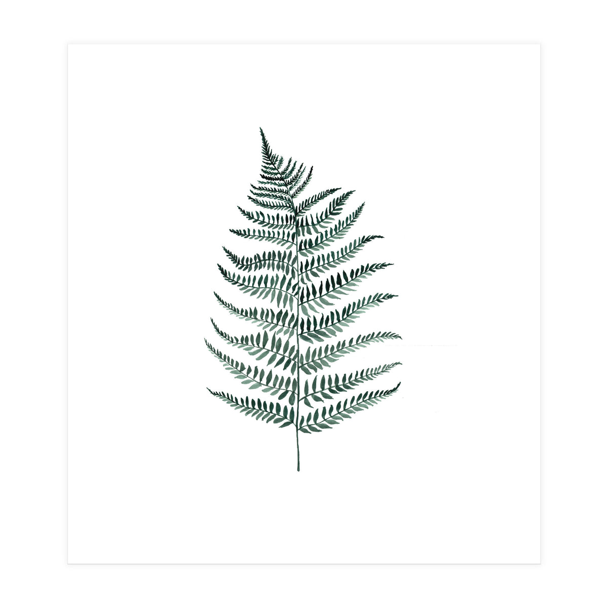 Botanical Illustration Silverfern (Print Only)