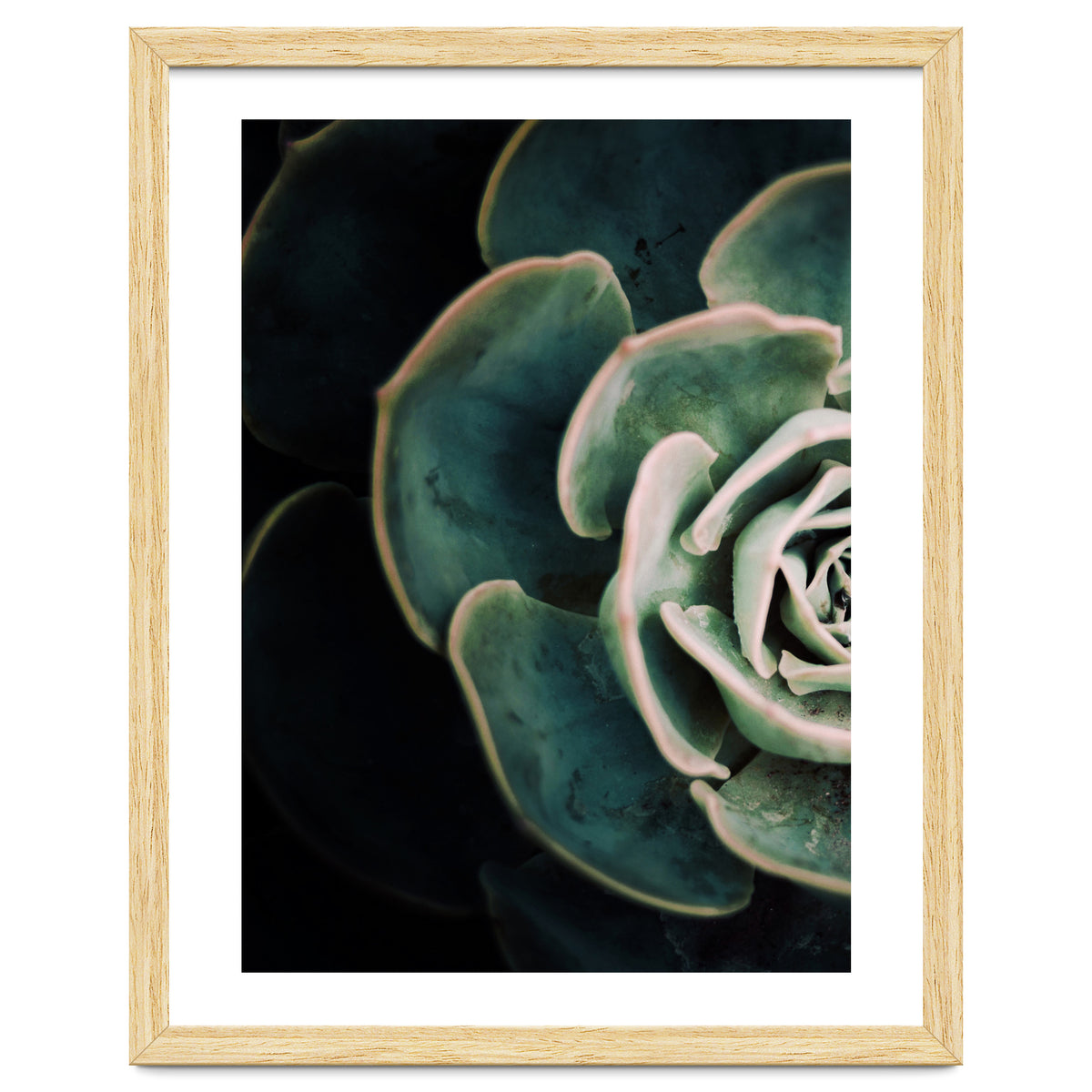 Darkside Of Succulents 4-E
