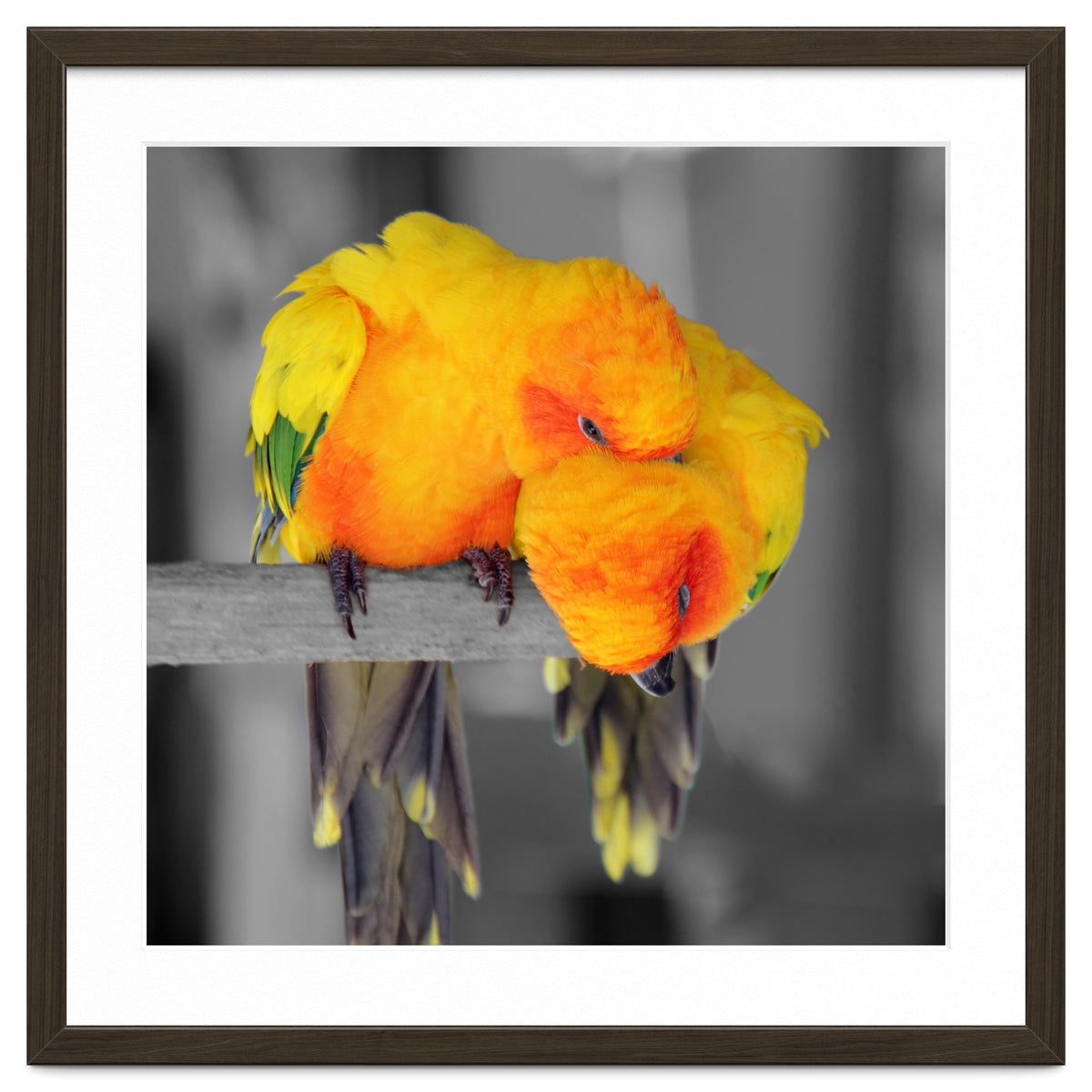 Two sun conures