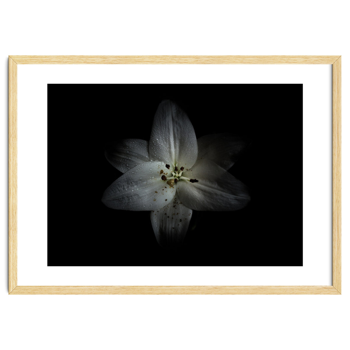 Backyard Flowers No 28 Color Version