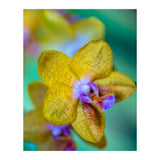 Orchidee Phalleanopsis (Print Only) thumbnail